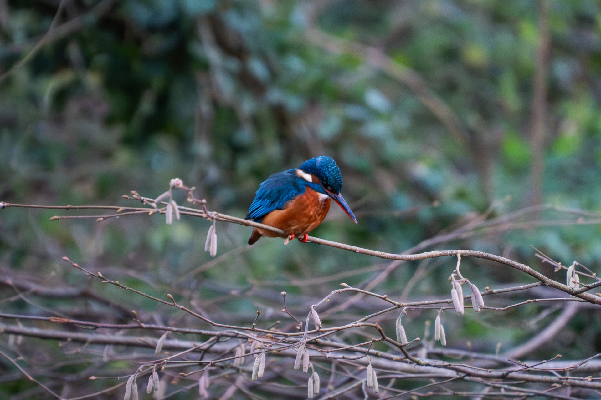 Kingfisher in profile perched among catkins
