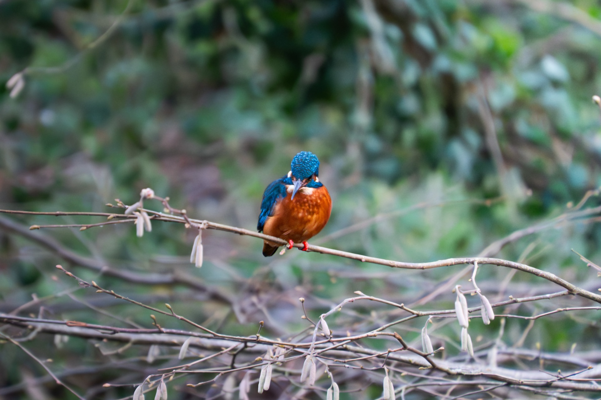 Kingfisher looking down from a slender branch