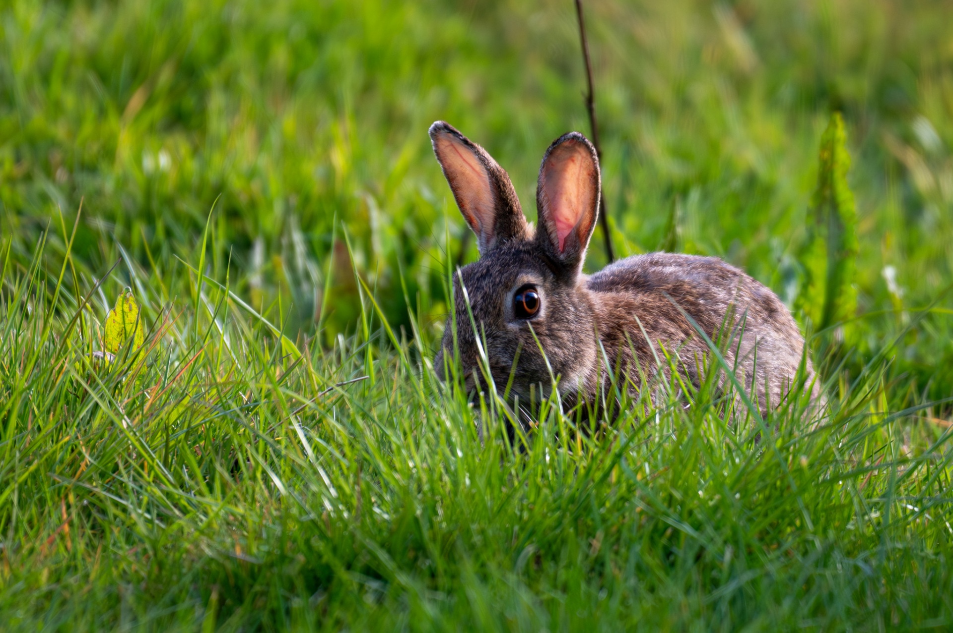 Wild rabbit hiding in tall grass