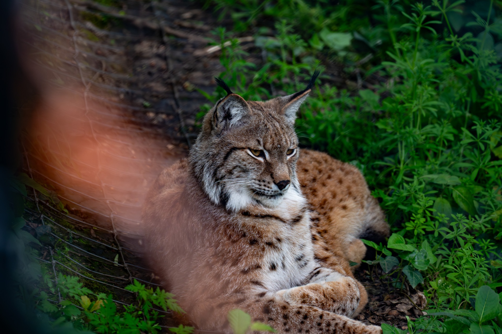 Eurasian lynx lying in foliage