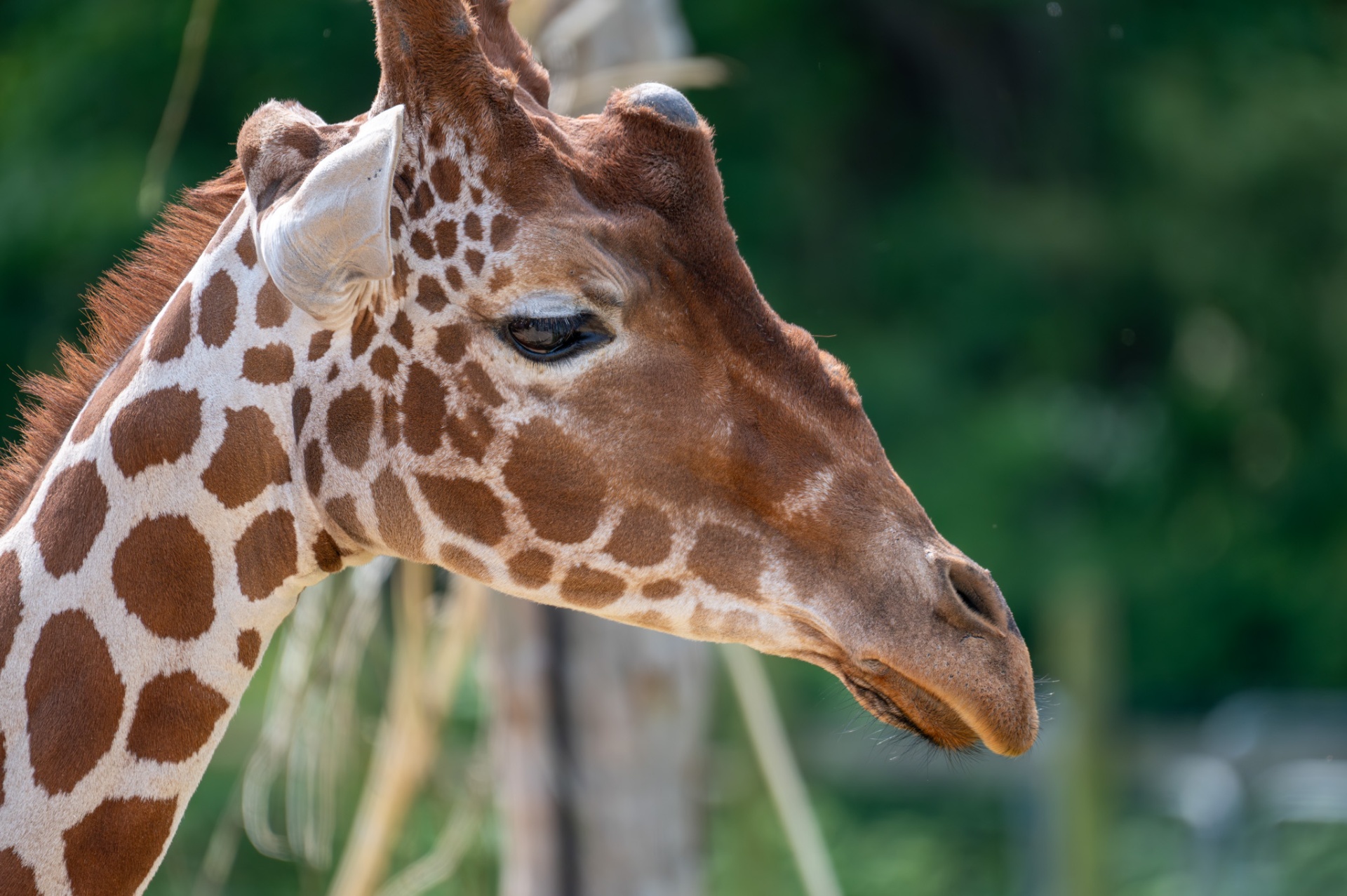 Close-up profile of a giraffe