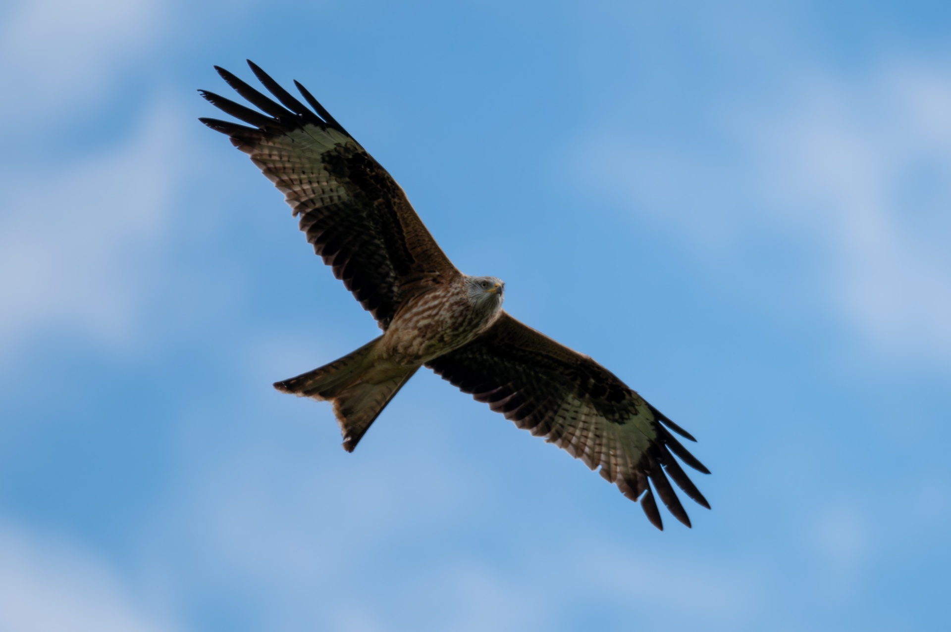 Red kite soaring against a blue sky