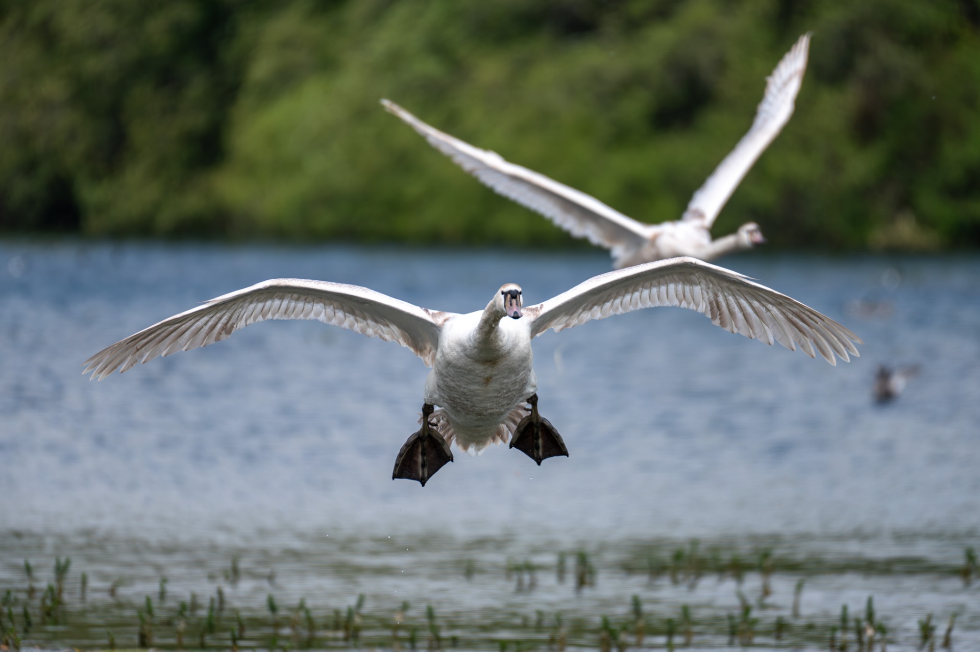 Two swans coming in to land on a lake