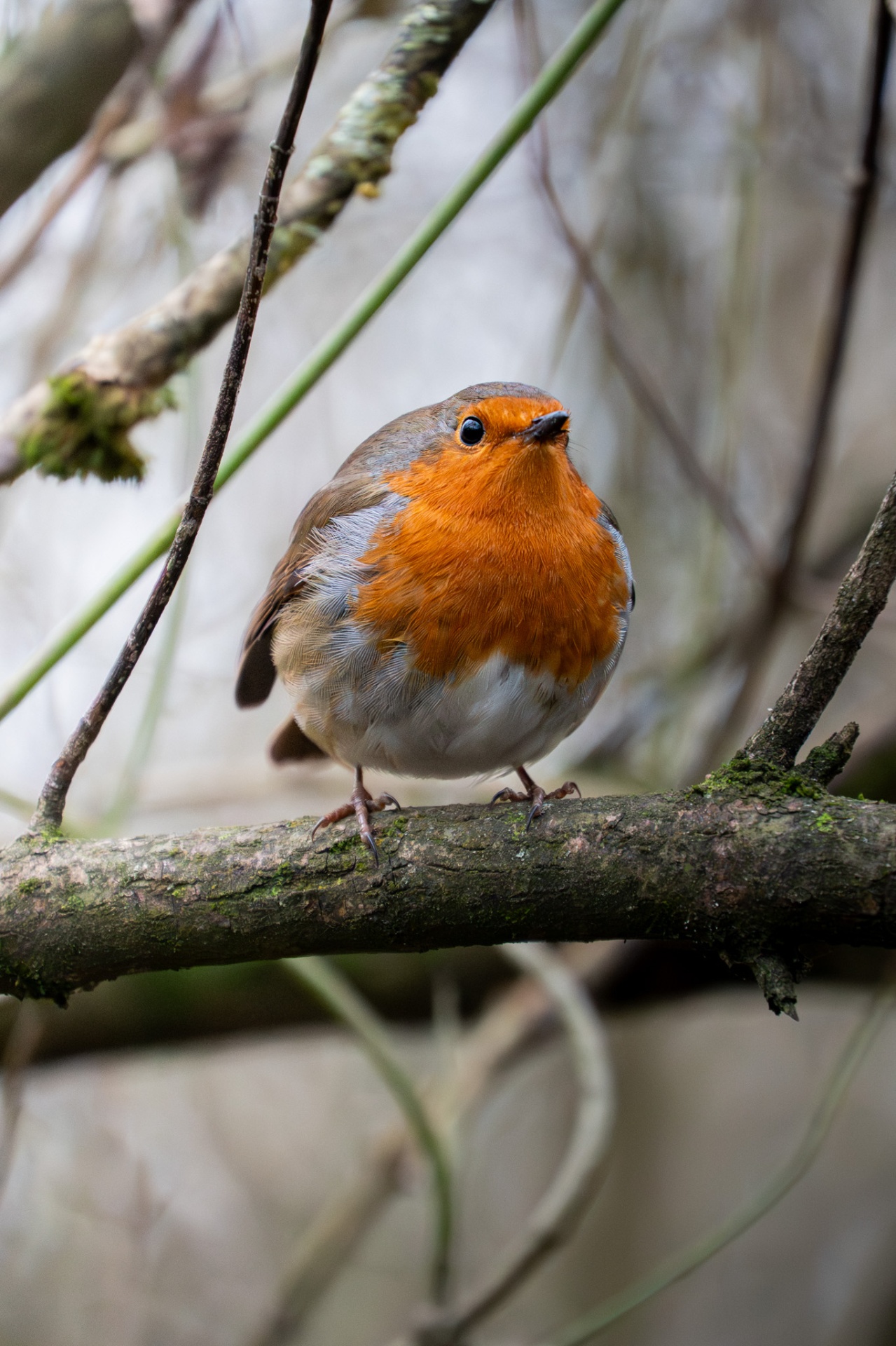 Robin perched on a mossy branch