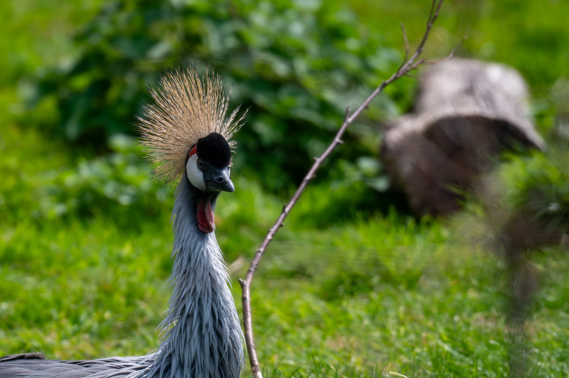 Grey crowned crane in profile