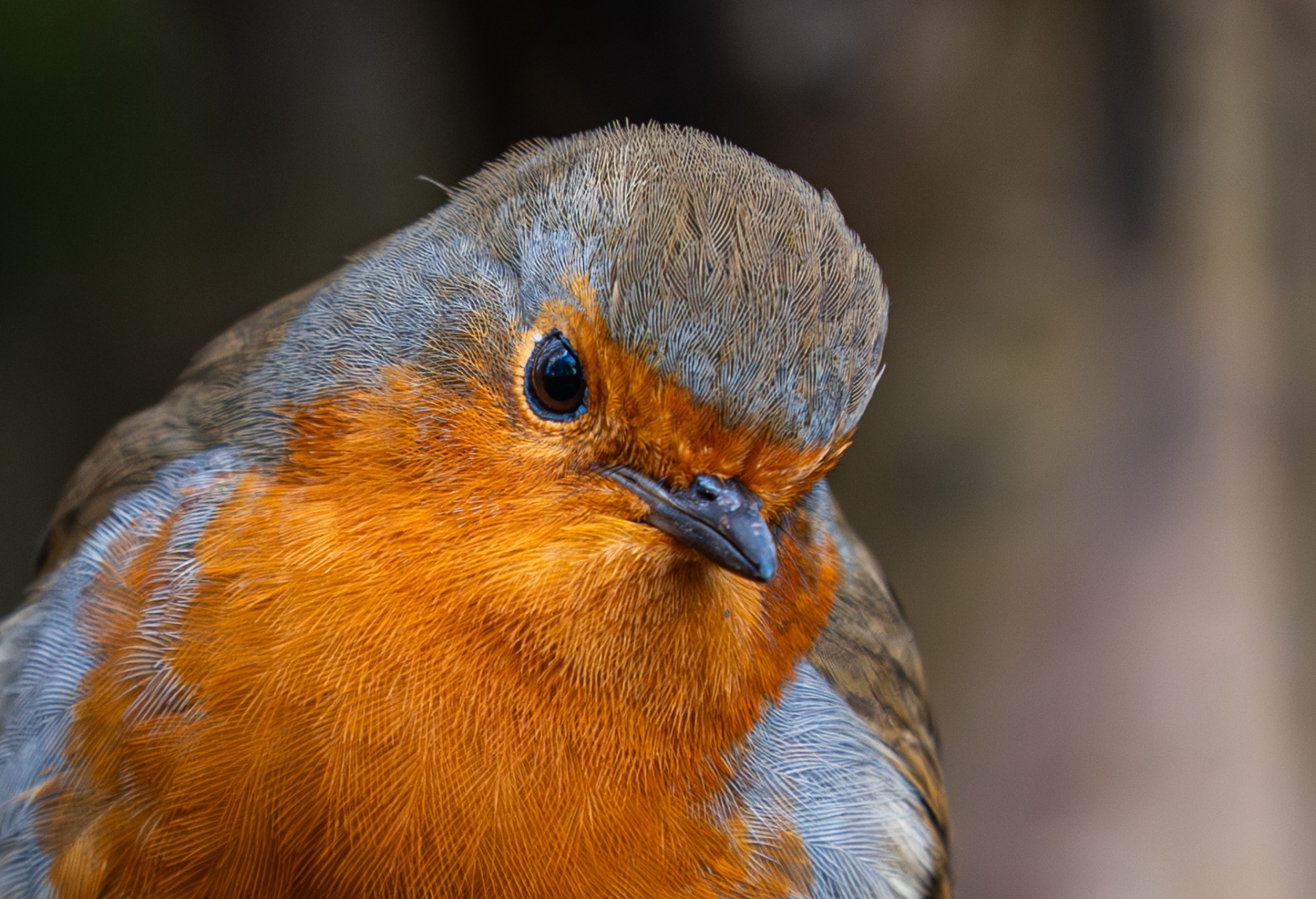Close-up portrait of a robin