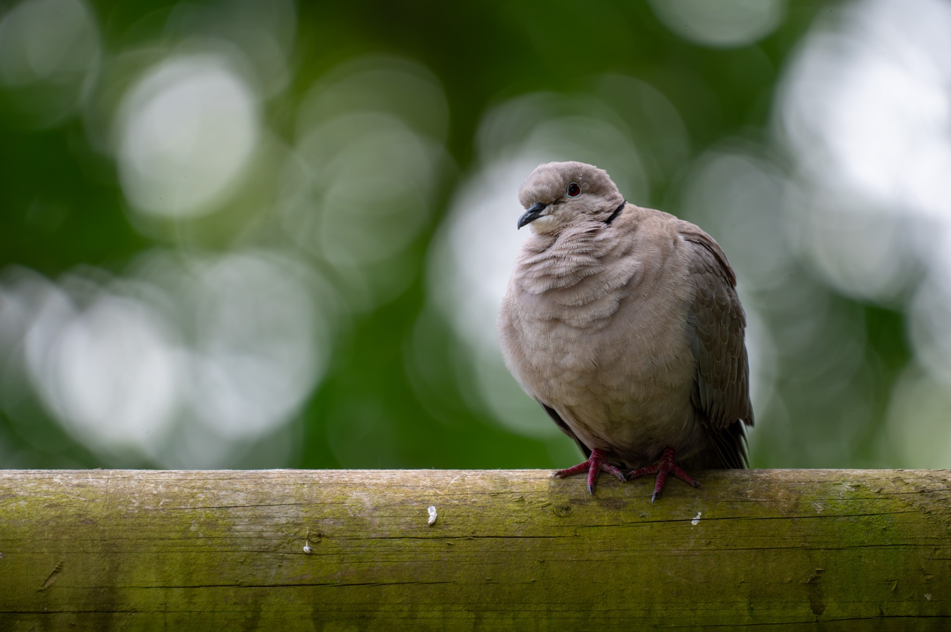 Dove perched on a wooden fence