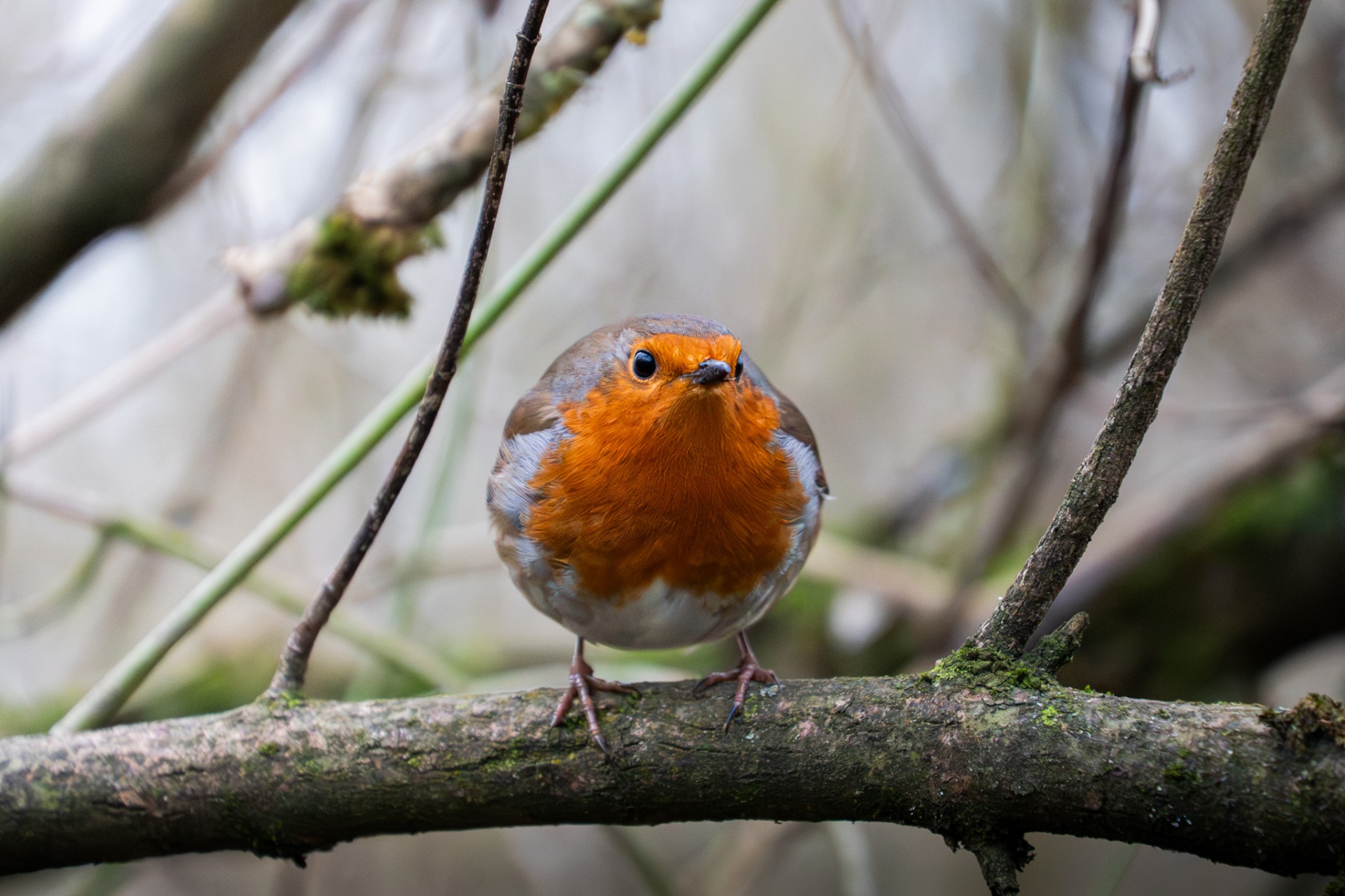 Robin facing the camera on a mossy branch