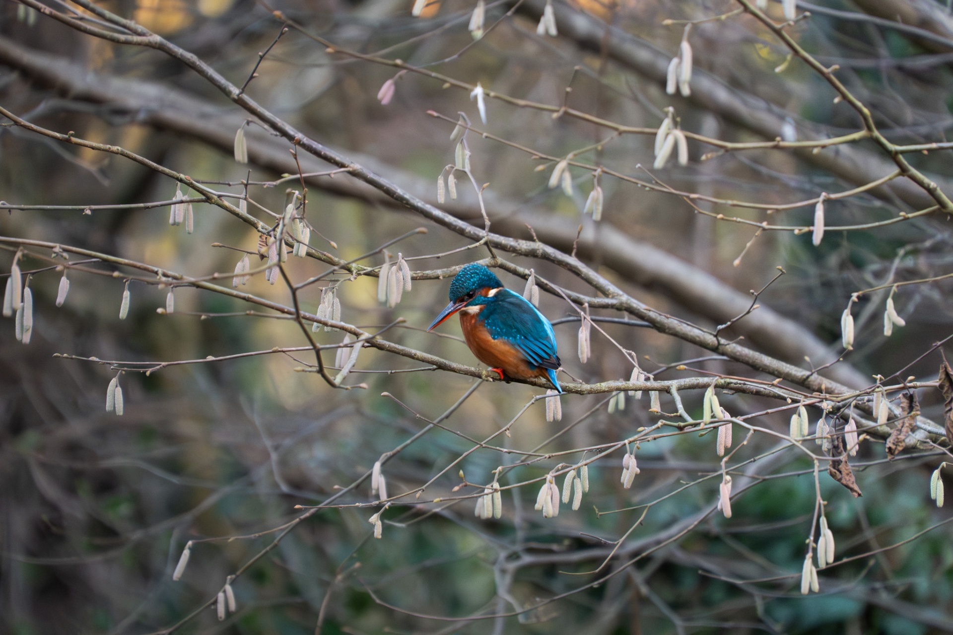 Kingfisher framed by hanging catkins
