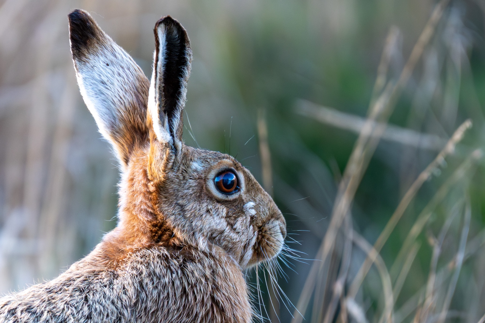 Close-up of a hare at golden hour