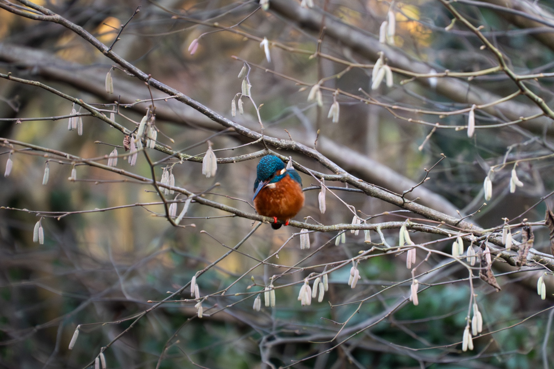 Kingfisher among tangled winter branches