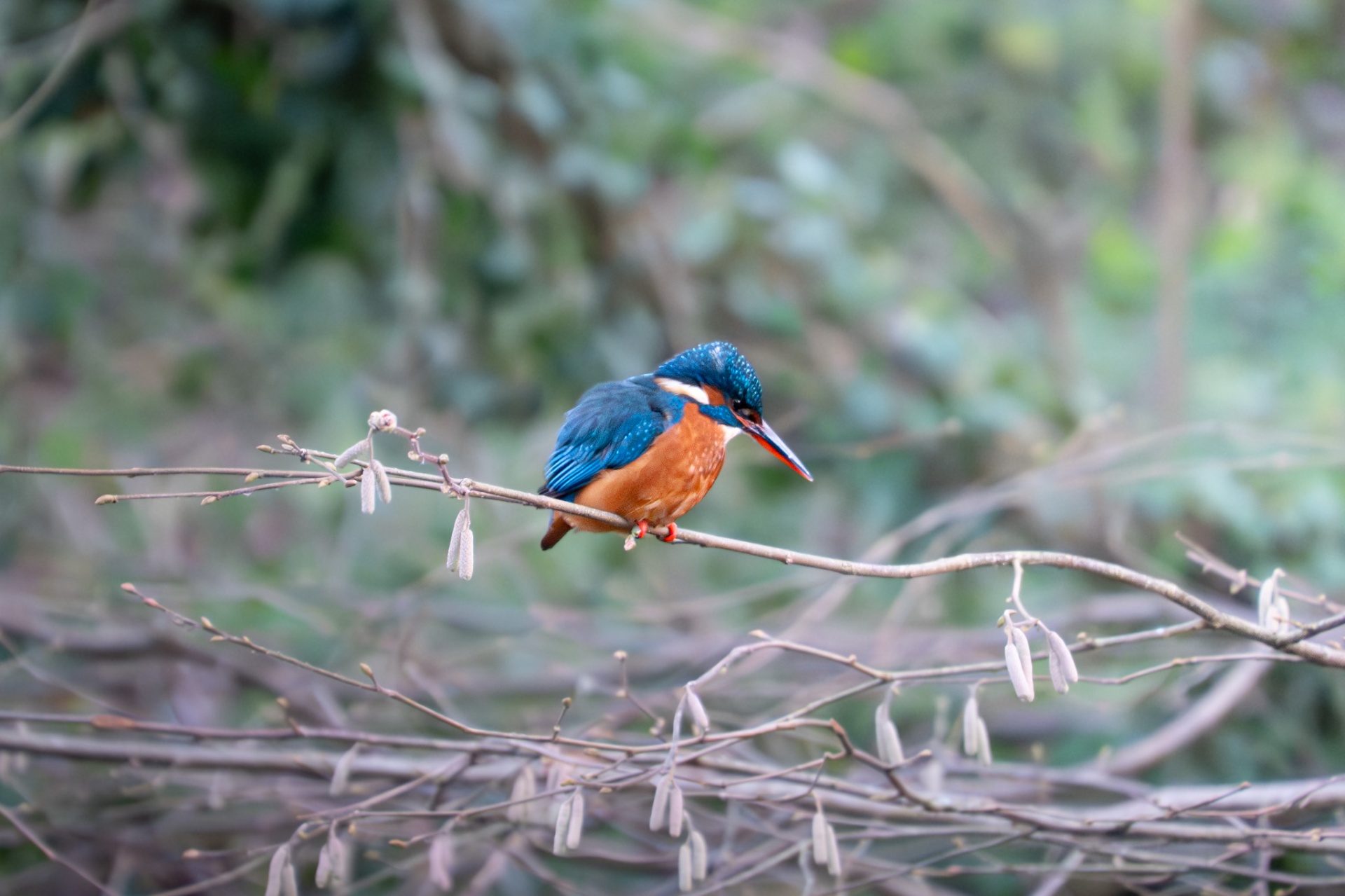Kingfisher perched on a hazel branch