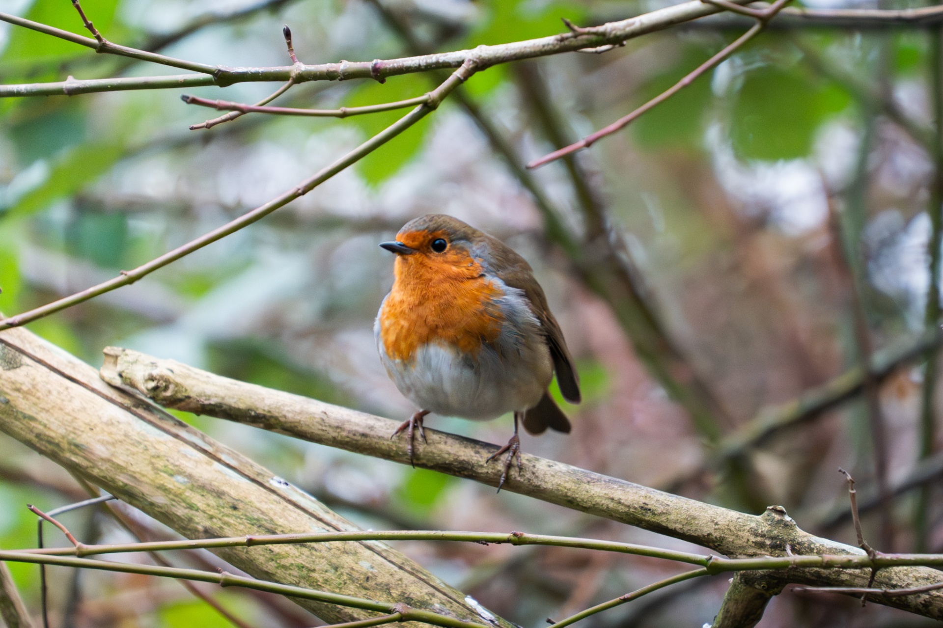 Robin perched on a thick branch in side profile