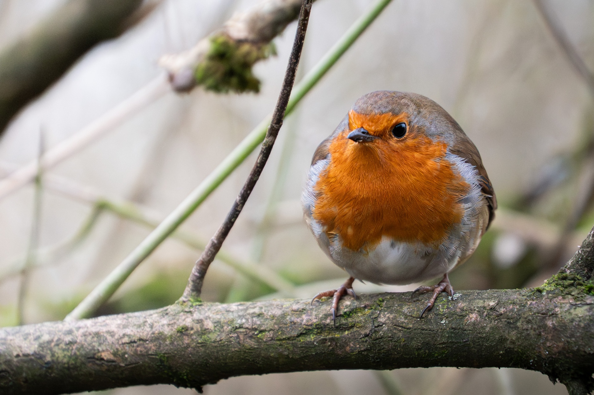 Close-up of a robin on a branch