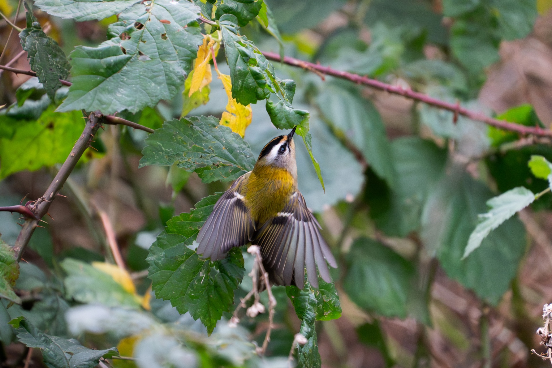 Firecrest with wings spread reaching up to a leaf