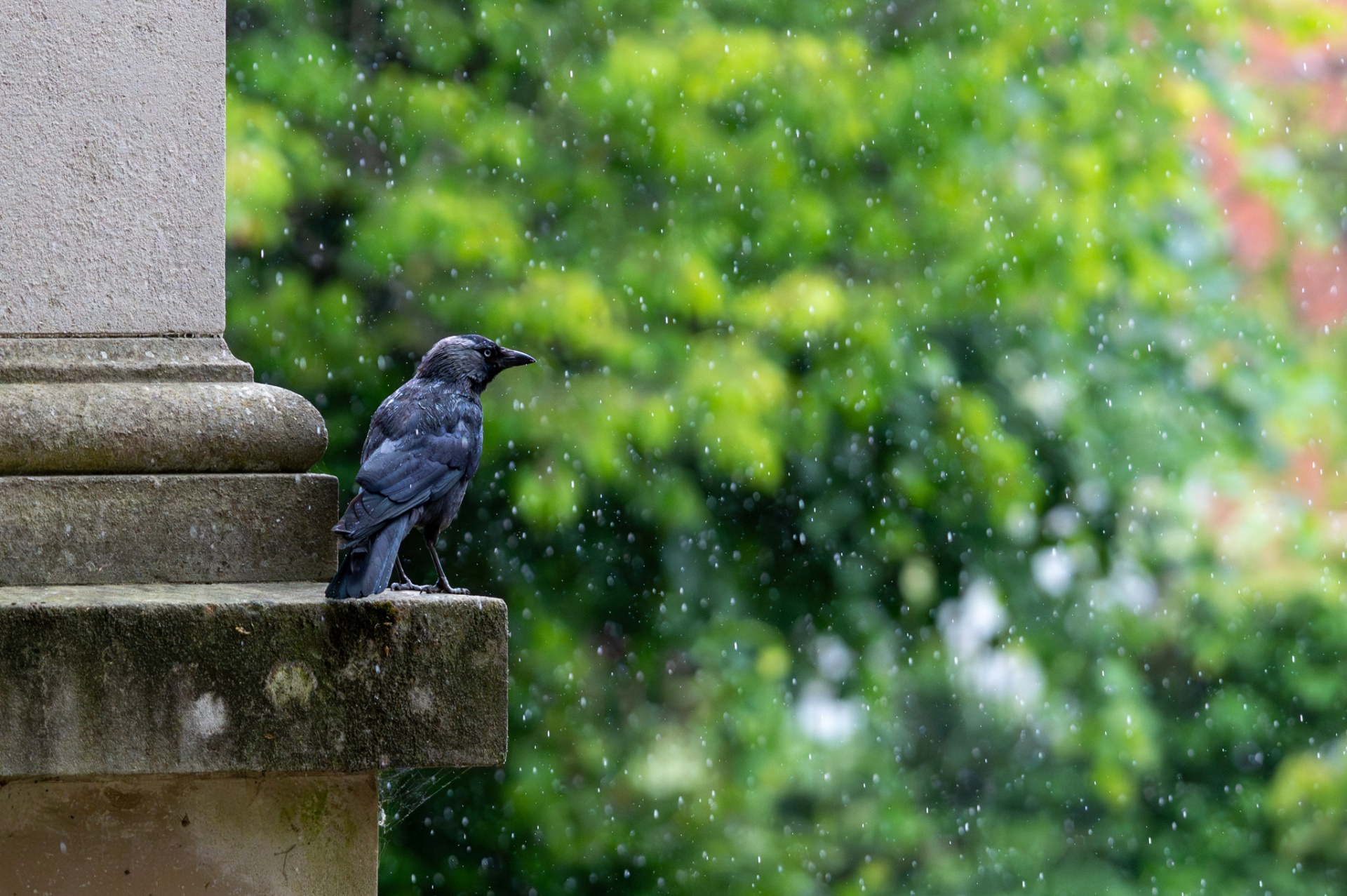 Jackdaw perched on stone in the rain