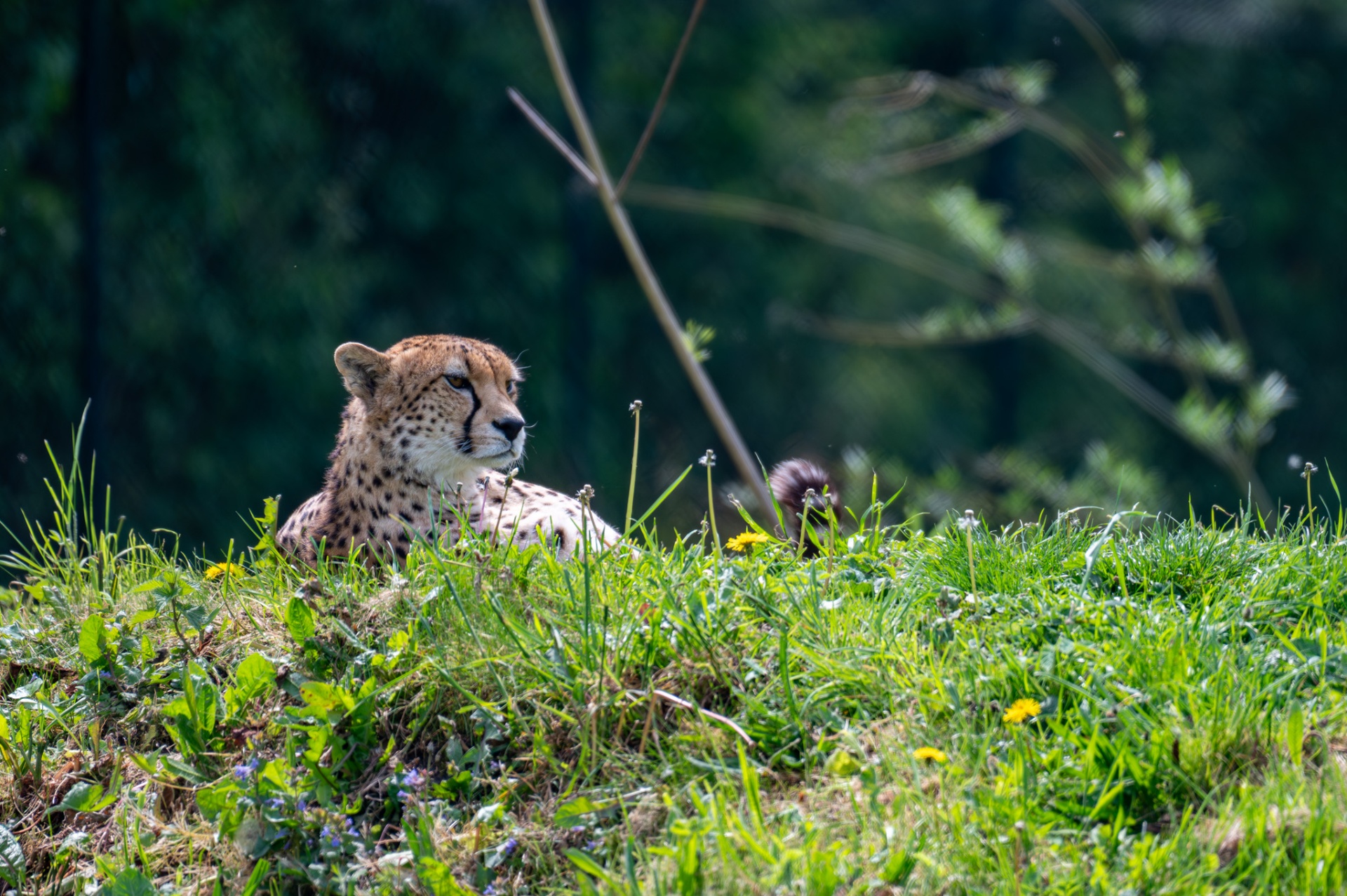 Cheetah resting in long grass